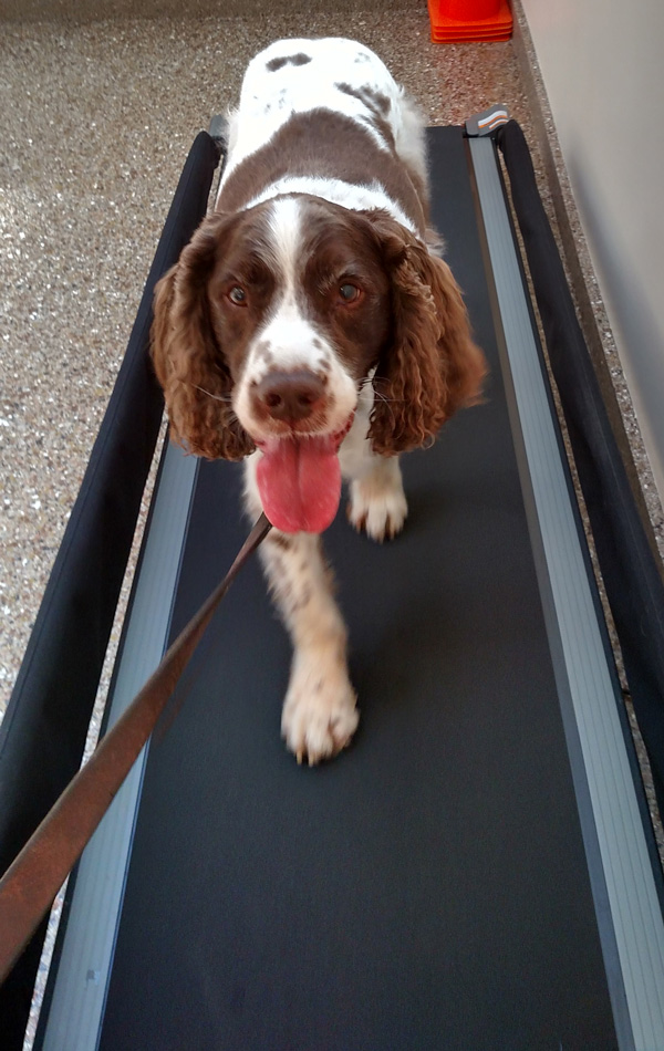 Canine Treadmill - Therapies - Pet Wellness & Therapy, LLC